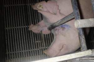 Farrowing Crates at Balpool Station Piggery NSW - Captured at Balpool Station Piggery, Niemur NSW Australia.