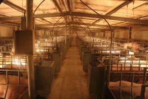 Farrowing Crates at Balpool Station Piggery NSW - Looking down aisle of farrowing shed - Captured at Balpool Station Piggery, Niemur NSW Australia.