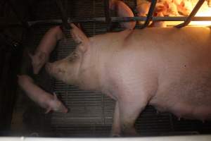 Farrowing Crates at Balpool Station Piggery NSW - Captured at Balpool Station Piggery, Niemur NSW Australia.