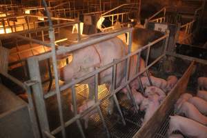 Farrowing Crates at Balpool Station Piggery NSW - Captured at Balpool Station Piggery, Niemur NSW Australia.