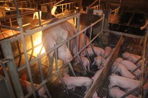 Farrowing Crates at Balpool Station Piggery NSW - Captured at Balpool Station Piggery, Niemur NSW Australia.