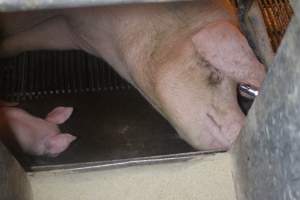 Farrowing Crates at Balpool Station Piggery NSW - Captured at Balpool Station Piggery, Niemur NSW Australia.