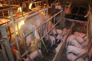 Farrowing Crates at Balpool Station Piggery NSW - Captured at Balpool Station Piggery, Niemur NSW Australia.