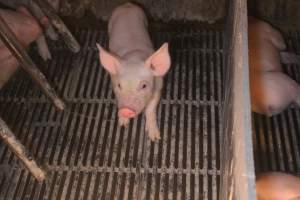 Farrowing Crates at Balpool Station Piggery NSW - Inquisitive / curious piglet - Captured at Balpool Station Piggery, Niemur NSW Australia.