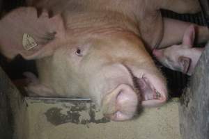 Farrowing Crates at Balpool Station Piggery NSW - Sow lying with head on feed tray - Captured at Balpool Station Piggery, Niemur NSW Australia.