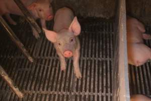 Farrowing Crates at Balpool Station Piggery NSW - Inquisitive / curious piglet - Captured at Balpool Station Piggery, Niemur NSW Australia.