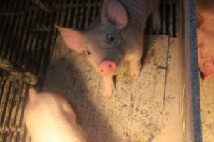 Farrowing Crates at Balpool Station Piggery NSW - Inquisitive / curious piglet - Captured at Balpool Station Piggery, Niemur NSW Australia.