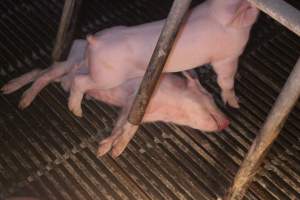 Farrowing Crates at Balpool Station Piggery NSW - Dead piglet in crate - Captured at Balpool Station Piggery, Niemur NSW Australia.