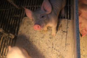 Farrowing Crates at Balpool Station Piggery NSW - Inquisitive / curious piglet - Captured at Balpool Station Piggery, Niemur NSW Australia.