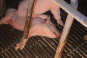 Farrowing Crates at Balpool Station Piggery NSW - Dead piglet in crate - Captured at Balpool Station Piggery, Niemur NSW Australia.