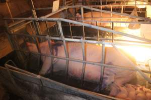 Farrowing Crates at Balpool Station Piggery NSW - Captured at Balpool Station Piggery, Niemur NSW Australia.