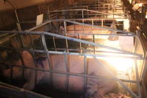 Farrowing Crates at Balpool Station Piggery NSW - Captured at Balpool Station Piggery, Niemur NSW Australia.