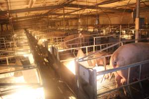 Farrowing Crates at Balpool Station Piggery NSW - Looking across farrowing shed - Captured at Balpool Station Piggery, Niemur NSW Australia.