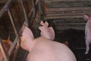 Farrowing Crates at Balpool Station Piggery NSW - Back of sow's head with visibly notched ears - Captured at Balpool Station Piggery, Niemur NSW Australia.