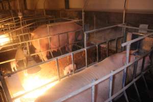 Farrowing Crates at Balpool Station Piggery NSW - Captured at Balpool Station Piggery, Niemur NSW Australia.