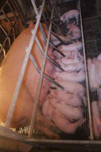 Farrowing Crates at Balpool Station Piggery NSW - Captured at Balpool Station Piggery, Niemur NSW Australia.