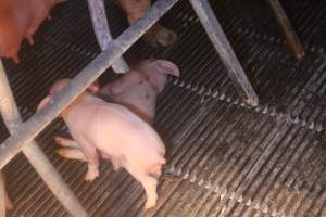 Farrowing Crates at Balpool Station Piggery NSW - Dead piglet in crate - Captured at Balpool Station Piggery, Niemur NSW Australia.