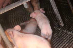 Farrowing Crates at Balpool Station Piggery NSW - Dead piglet in crate - Captured at Balpool Station Piggery, Niemur NSW Australia.