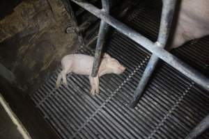 Farrowing Crates at Balpool Station Piggery NSW - Dead piglet in crate - Captured at Balpool Station Piggery, Niemur NSW Australia.