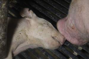 Farrowing Crates at Balpool Station Piggery NSW - Dead piglet in crate - Captured at Balpool Station Piggery, Niemur NSW Australia.