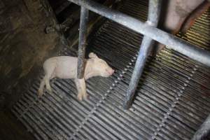 Farrowing Crates at Balpool Station Piggery NSW - Dead piglet in crate - Captured at Balpool Station Piggery, Niemur NSW Australia.