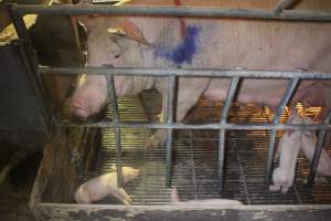 Farrowing Crates at Balpool Station Piggery NSW - Dead piglet in crate - Captured at Balpool Station Piggery, Niemur NSW Australia.