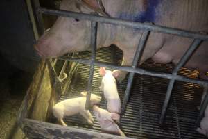 Farrowing Crates at Balpool Station Piggery NSW - Dead piglet in crate - Captured at Balpool Station Piggery, Niemur NSW Australia.