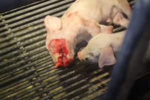 Farrowing Crates at Balpool Station Piggery NSW - Dead piglet in crate with bloody face - Captured at Balpool Station Piggery, Niemur NSW Australia.