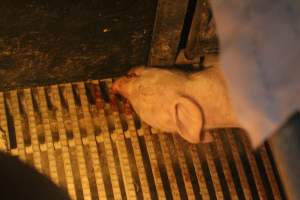 Farrowing Crates at Balpool Station Piggery NSW - Dead piglet in crate - Captured at Balpool Station Piggery, Niemur NSW Australia.