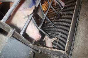 Farrowing Crates at Balpool Station Piggery NSW - Dead piglet in crate - Captured at Balpool Station Piggery, Niemur NSW Australia.