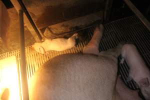 Farrowing Crates at Balpool Station Piggery NSW - Dead piglet in crate - Captured at Balpool Station Piggery, Niemur NSW Australia.