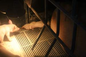 Farrowing Crates at Balpool Station Piggery NSW - Dead piglet in crate - Captured at Balpool Station Piggery, Niemur NSW Australia.