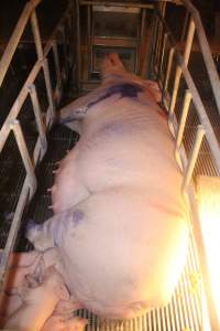 Farrowing Crates at Balpool Station Piggery NSW - Captured at Balpool Station Piggery, Niemur NSW Australia.