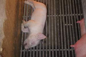 Farrowing Crates at Balpool Station Piggery NSW - Dead piglet in crate - Captured at Balpool Station Piggery, Niemur NSW Australia.