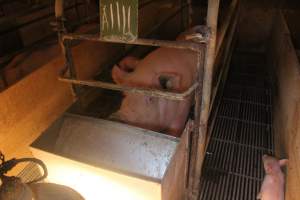 Farrowing Crates at Balpool Station Piggery NSW - Captured at Balpool Station Piggery, Niemur NSW Australia.