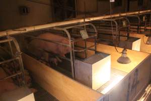 Farrowing Crates at Balpool Station Piggery NSW - Captured at Balpool Station Piggery, Niemur NSW Australia.