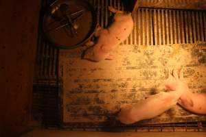 Farrowing Crates at Balpool Station Piggery NSW - Captured at Balpool Station Piggery, Niemur NSW Australia.