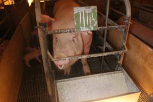 Farrowing Crates at Balpool Station Piggery NSW - Captured at Balpool Station Piggery, Niemur NSW Australia.