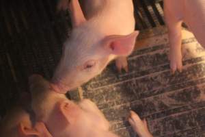 Farrowing Crates at Balpool Station Piggery NSW - Captured at Balpool Station Piggery, Niemur NSW Australia.