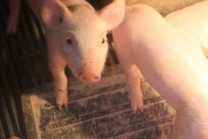 Farrowing Crates at Balpool Station Piggery NSW - Captured at Balpool Station Piggery, Niemur NSW Australia.