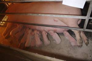 Farrowing Crates at Balpool Station Piggery NSW - Captured at Balpool Station Piggery, Niemur NSW Australia.