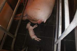 Farrowing Crates at Balpool Station Piggery NSW - Dead piglet in crate - Captured at Balpool Station Piggery, Niemur NSW Australia.