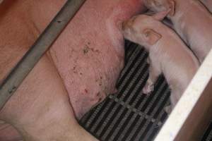 Farrowing Crates at Balpool Station Piggery NSW - Captured at Balpool Station Piggery, Niemur NSW Australia.