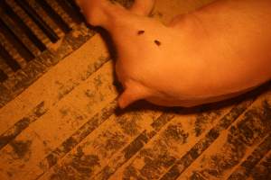 Farrowing Crates at Balpool Station Piggery NSW - Captured at Balpool Station Piggery, Niemur NSW Australia.