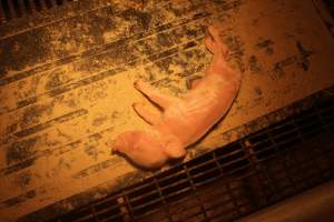 Farrowing Crates at Balpool Station Piggery NSW - Captured at Balpool Station Piggery, Niemur NSW Australia.