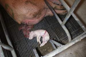 Farrowing Crates at Balpool Station Piggery NSW - Dead piglet in crate - Captured at Balpool Station Piggery, Niemur NSW Australia.