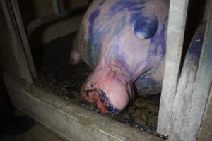 Farrowing Crates at Balpool Station Piggery NSW - Sow with painful prolapse - Captured at Balpool Station Piggery, Niemur NSW Australia.