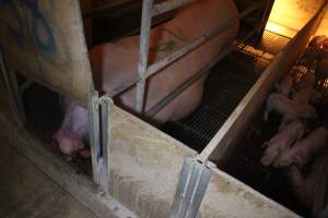 Farrowing Crates at Balpool Station Piggery NSW - Sow with painful prolapse - Captured at Balpool Station Piggery, Niemur NSW Australia.