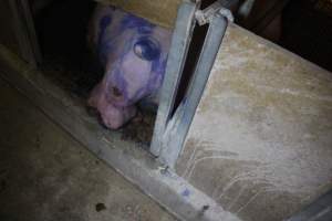 Farrowing Crates at Balpool Station Piggery NSW - Sow with painful prolapse - Captured at Balpool Station Piggery, Niemur NSW Australia.