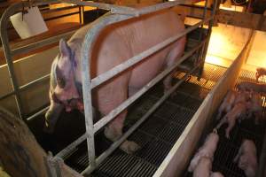 Farrowing Crates at Balpool Station Piggery NSW - Sow with painful prolapse - Captured at Balpool Station Piggery, Niemur NSW Australia.